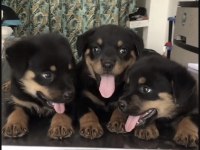 Rottweiler Safkan Köpeklerimiz