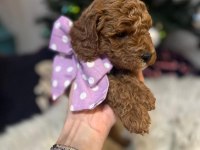 40 günlük toy poodle yavruları