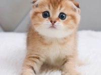 Top Kafacık Golden Scottish Fold 