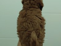 Red kore toy poodle bebekler