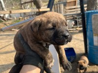 Presa canario yavrular