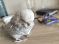 Jumbo muhabbet kuşu