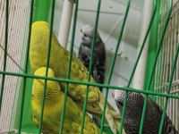 6 adet erkek yavru muhabbet kuşu