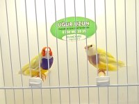 Gouldian finch (gökkuşağı ispinozu)