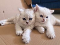 Safkan British Shorthair Lynx Point