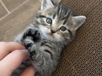 British shorthair yavrular