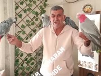 3 adet Jako 1 adet amazon ve gallah kakadu papağanı