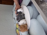Cüce tavşan ev ortamından