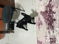 French bulldog 6 aylık kraliçe tam oyuncu