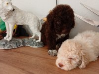 Güzellikler toy poodle cinsidir