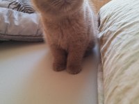 British shorthair lilac yavrumuz