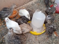 KULUÇKALIK BILDIRCIN YUMURTASI