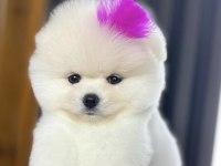 3 aylık pomeranian