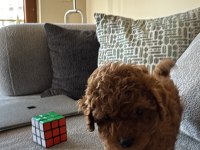 3 AYLIK DİŞİ POODLE