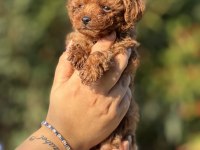 BÜYÜMEYEN AŞILI ÇİŞ EĞİTİMLİ TOY POODLE 