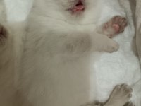Çakır gözlü kar beyazı renk scottish fold