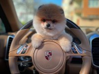 Mini Boy Show Kalite Pomeranian Sağlık Garantili