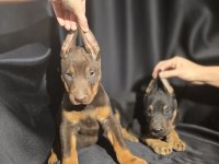 Orjinal Doberman Köpekleri
