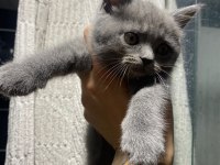 Bebis kedilerim ailelerini bekliyor