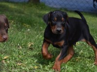 Europen iri doberman yavrular