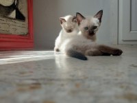 Anne altında siyam kedisi