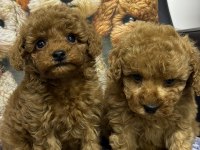 Safkan Kore Poodle Yavrularımız Yeni Yuvalarını