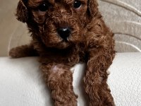 Minik poodle kurabiyeler