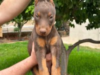 A kalite doberman yavruları
