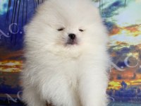 A kalite pomeranian 70 günlük yavru