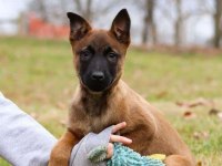 Irk Ve Sağlık Garantili Malinois Ak47