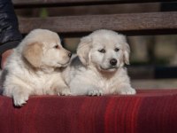 Golden Retriever Gelip Görerek Alabilirsiniz