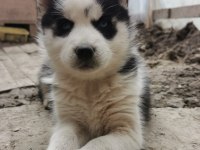 Üst Kalite Husky (Sibirya Kurdu) Yavrular
