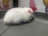 Uzun tüylü suriye hamster yeni sahiplerini bekliyor