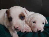 Jack Russell Kardeşler