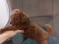 Toy poodle 40 günlük