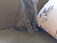 İki aylık erkek british shorthair
