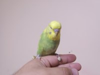 Jumbo Muhabbet Kuşu Yavrular