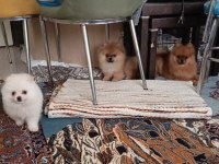 A kalite pomeranian yavru