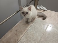 3 aylık yavrum mama ve tuvalet eğitimi tamam kedimiz