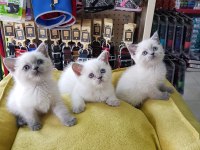 Ruhsatlı İşletmeden Taksit Avantajıyla British Shorthair