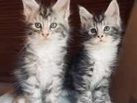 Maine coon xxxl