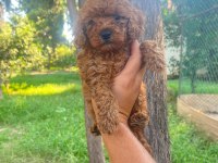 A kalite 1. Sınıf Toy poodle yavrular