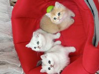 British shorthair yavrularımız yeni yuvasını arıyor