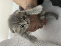 1 aylık scottish fold yavrumuz