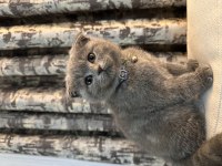 3 aylık scottish fold yavrularım