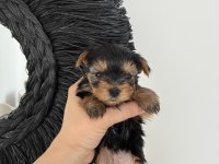 Kore kan yorkshire terrier bebeklerimiz