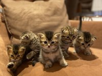 Minik scottish fold yavrularımıza yeni aileler arıyoruz