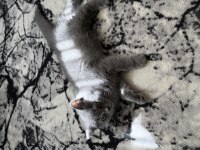 British shorthair 55 günlük dişi