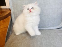 BALLI LOKUM KEDİLER