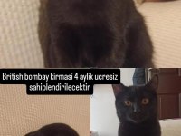 BRITISH BOMBAY KIRMASI 4 AYLIK ÜCRETSİZ